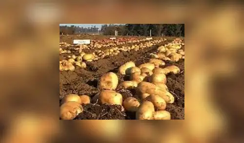 Agricultores piden subsidio para siembra en altura