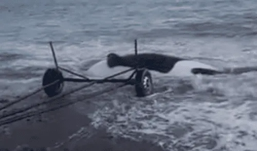 Residentes usan un remolque para intentar salvar a una gigantesca orca varada en la playa