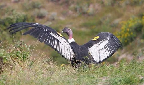 En Cusco liberarán a cóndor que rescataron de fiesta patronal