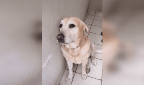 Joven se despide de su perro y este tiene dramática conducta al escucharla [VIDEO]