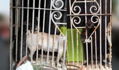 Perritos permanecen encerrados dentro del inmuebles. Vecinos también constataron el estado de los animales. Foto: Composición LR