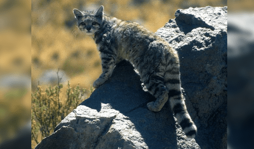 20 Animales en peligro de extinción y extintos en Perú 2019 [FOTOS]