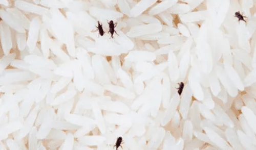 Coronavirus: reparten arroz con gorgojos y alcalde en Argentina pide “que lo coman igual”