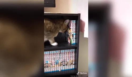 Gatito