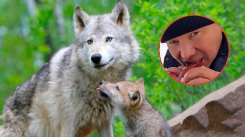  Cazador mata a una manada de lobos y se come el corazón del líder [VIDEO]  