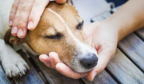 Las mascotas que sufren alguna mutilación son propensas a sufrir enfermedades relacionadas al área de corte. Foto: Difusión Las mascotas que sufren alguna mutilación son propensas a sufrir enfermedades relacionadas al área de corte. Foto: Difusión