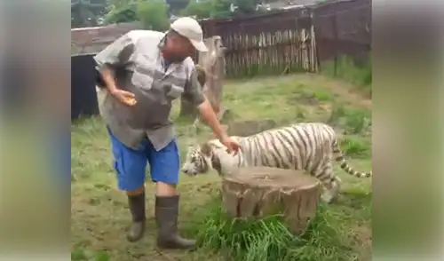 Desliza las imágenes para ver más detalles sobre esta conmovedora historia que es viral en redes sociales. Foto: captura de YouTube Hombre renuncia a su trabajo para adoptar dos tigres y criarlos en su casa