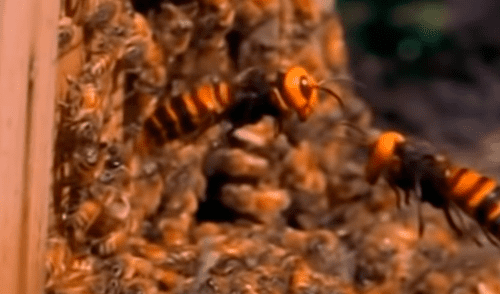 YouTube: Furiosas avispas acaban con una colonia de 30 mil abejas y video deja en shock a todos