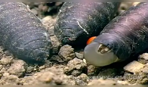 Vía YouTube: ¿Cómo nacen las moscas? espeluznante video te dejará impactado Vía YouTube: ¿Cómo nacen las moscas? espeluznante video te dejará impactado