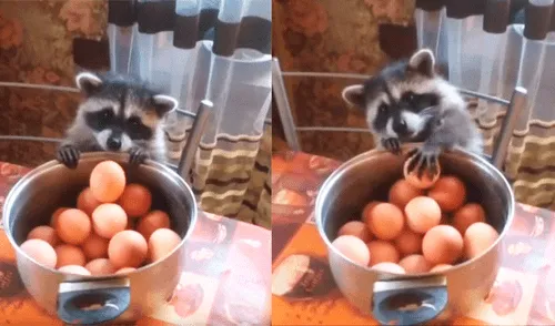 YouTube viral: mapache hambrienta intenta "robar" huevos, pero recibe lección de la naturaleza [VIDEO]