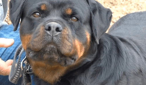 Bebé de 2 años muere tras ser atacado por su perro Rottweiler