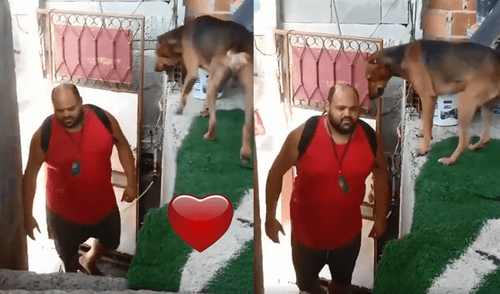 Facebook viral: amoroso recibimiento de un perro a su dueño se viraliza