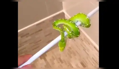 Vía Facebook: bebé serpiente es bañada por primera vez y su reacción sorprende a todos [VIDEO]