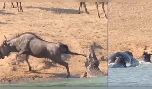 En YouTube, cocodrilo atacaba a ñu pero dos hipopótamos llegaron al rescate [VIDEO]