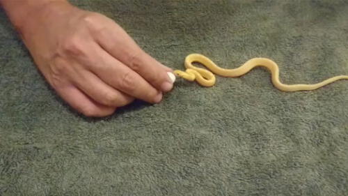 Facebook: culebra bebé devora un gigantesco huevo y desenlace aterra a todos Facebook: culebra bebé devora un gigantesco huevo y desenlace aterra a todos