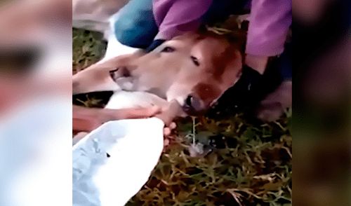 YouTube: Becerro nace con dos caras y aterra a granjeros en Brasil [VIDEO]