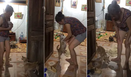 TikTok viral: perrita cree que su dueña se llevará a su cría y salta sobre ella para ‘impedirlo’