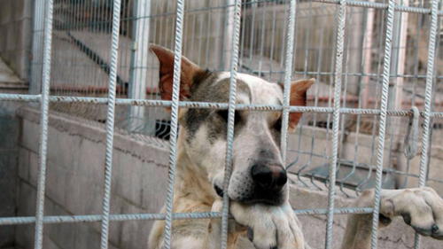 Documentos desclasificados revelan siniestros experimentos que la CIA realizó con perros