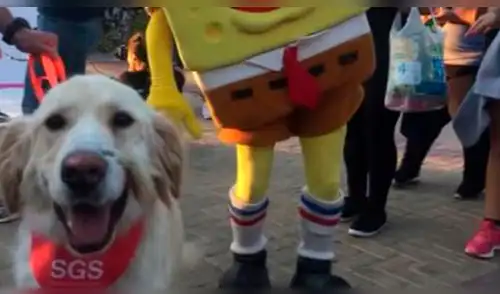 Perro recibe disparo en la cara y lo encuentran atado a un árbol en una montaña [VIDEO]