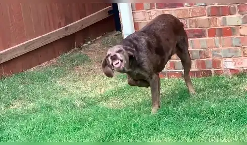 Facebook: Perro hace travesura y tiene extraña reacción cuando su dueño se entera Facebook: Perro hace travesura y tiene extraña reacción cuando su dueño se entera