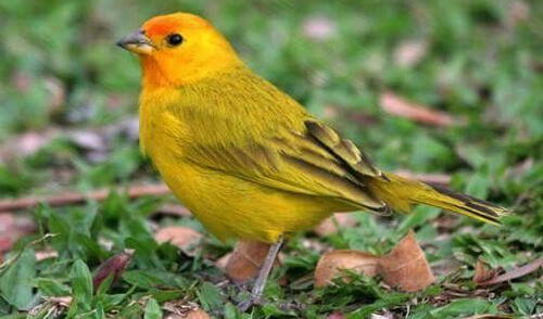 Rescatan aves peruanas que iban a ser comercializadas en Bolivia