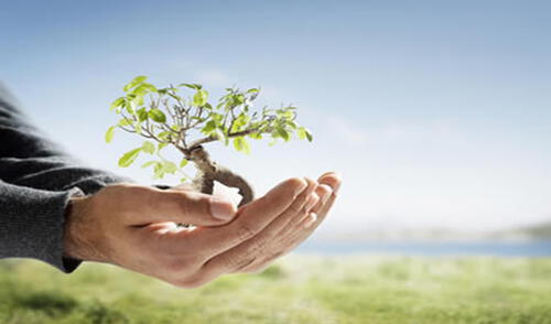 Magdalena: Inician proyecto de arborización de la Costa Verde