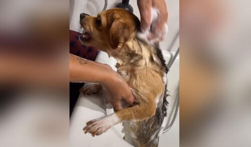 Perro tiene furiosa reacción mientras su dueño intenta bañarlo