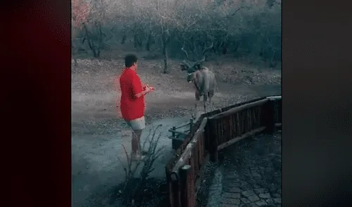 Ve a enorme antílope salvaje fuera de su casa y se acerca para realizar un noble gesto