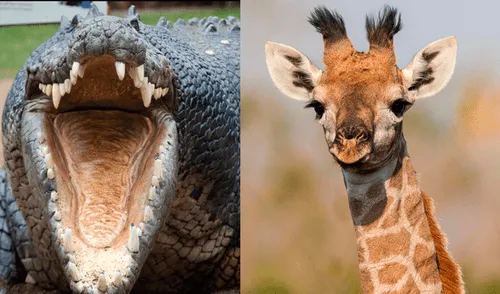 YouTube viral: Cocodrilo y jirafa luchan a muerte y leones devoran al perdedor [VIDEO] 