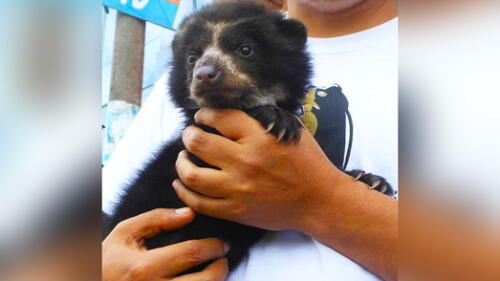 Oso de anteojos bebé fue rescatado en Puno. Foto: Difusión Serfor