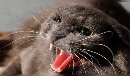 YouTube: gato no se dejaba tocar por nadie hasta que conoció a estos ángeles [VIDEO]