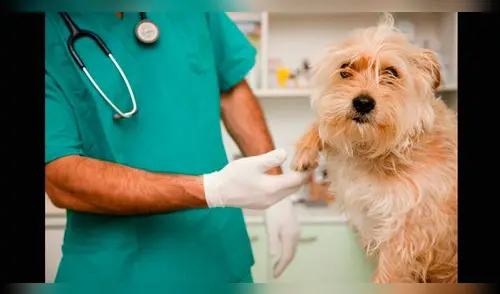 Medicina Veterinaria: Una profesión para proteger la salud animal 