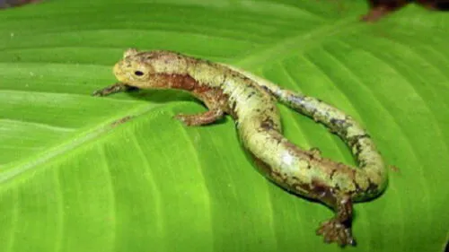 Las salamandras pueden regenerar tejidos como su cola. Foto: EFE