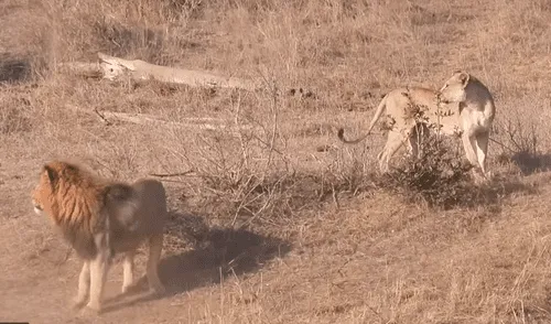 YouTube: león intenta cazar a un impala y leona lo detiene por insólito motivo que asombra a miles [VIDEO]