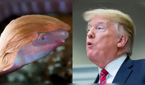 Bautizan como Donald Trump a anfibio ciego descubierto en Panamá