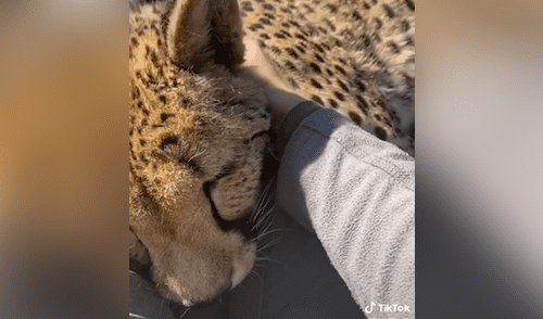 Facebook viral: mujer se reencuentra con gueopardo que cuidó de bebé y este tiene tierna reacción