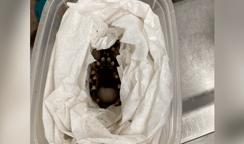 Tarántula se arranca parte de su pelo por el estrés sufrido por el tráfico ilegal