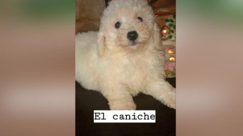 Desliza las imágenes para descubrir lo que pasó con esta presunta french poodle que resultó ser de otra raza. Foto: Agustina Chavez Gomez/Tiktok