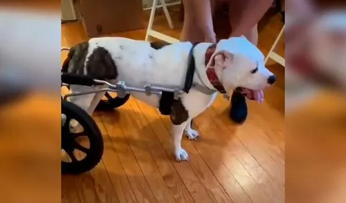 Desliza las imágenes para ver la conmovedora reacción de un perro con discapacidad al tener su nueva silla de ruedas. Foto: captura de Facebook Facebook viral: perro con discapacidad se emociona al recibir su nueva silla de ruedas