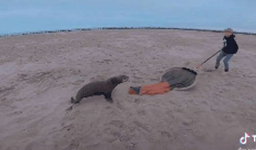 viral foca redes sociales