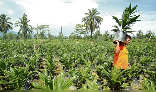 Piden a Petroperú comprar más biocombustible nacional