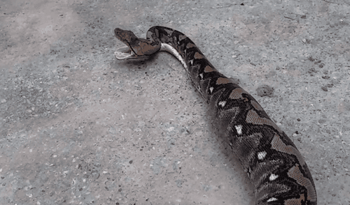El autor del video de YouTube se acercó a serpiente salvaje para grabar asqueroso momento en que regurgita a un gato YouTube viral: serpiente regurgita a gato