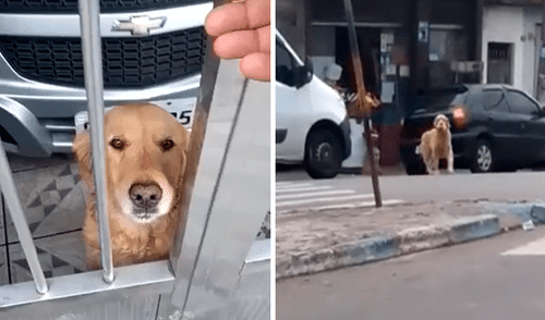 Facebook viral: perro ‘pide’ a su dueño salir de casa, este acude al mercado y regresa con su propia comida [VIDEO]