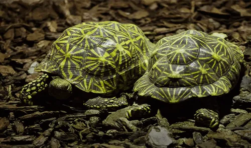 Autoridades capturan a pareja que transportaba tortugas en bolsas de plástico 