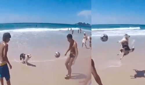 Facebook: Perro ‘futbolista’ sorprende al mundo con su talento para el deporte [VIDEO]