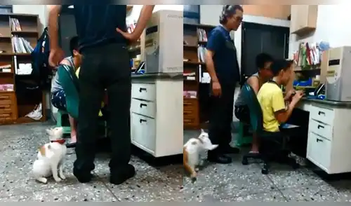 Facebook: Tierno gato sale en defensa de sus dueños para que no sean regañados [VIDEO]