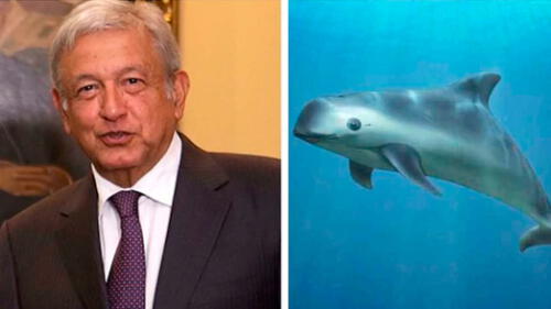 Científicos le exigen a AMLO salvar a la vaquita marina de la extinción