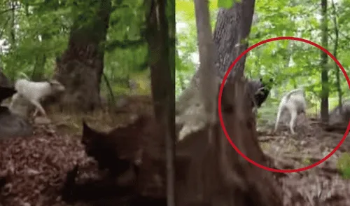 YouTube: Perro se enfrenta a un enorme oso y el final es inesperado [VIDEO]