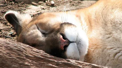 El Gato Fantasma: El animal que es el primero del año en ser declarado extinto