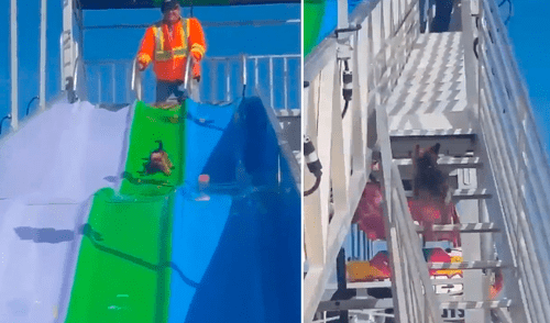 Facebook viral: chica lleva a su perro a un parque de diversiones y este tiene divertida reacción [VIDEO]